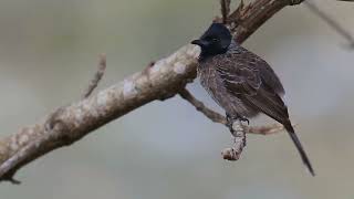 Perched bird on tree branch [upl. by Adina]