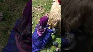 Transhumance of nomads in Iran  zagros iran nomad travel [upl. by Eneroc]