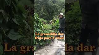 shorts Explicación de la cultiva de la Granadilla en nuestro huerta orgánica Tiene una fruta ……… [upl. by Mark387]