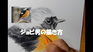 【色鉛筆画】ジョウビタキ How to draw a Daurian Redstart with colored pencils [upl. by Alves]