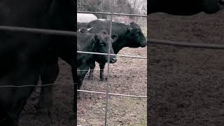 Cows Mooing incredibly loud [upl. by Wanyen177]