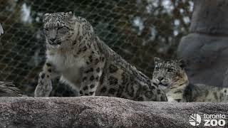 Snow Leopard Romance Jita and Pemba [upl. by Baggs]