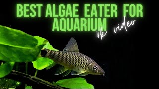 Best Algae Eater For Aquarium  4K Video  Crossocheilus reticulatus [upl. by Ellac]