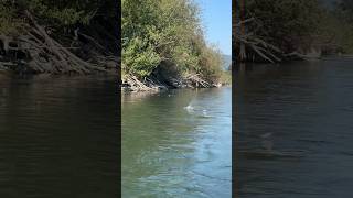 snagging fishing chilliwack river 😡🤬 [upl. by Baudoin]