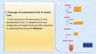 Ketolysis [upl. by Nehcterg139]