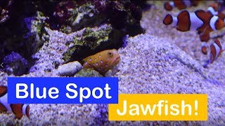 🐟 How to care for a Blue Spotted Jawfish Species Spotlight [upl. by Knighton]