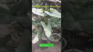 Philodendron hastatum silver swordtanaman hiashouseplants [upl. by Oriel]