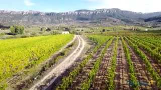 Vendemmia a Dorgali tra cannonau e vermentino [upl. by Cobb451]