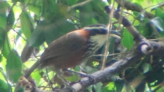 Streak breasted Scimitar Babbler [upl. by Per163]