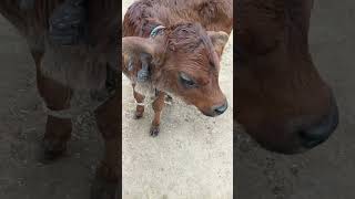 devaanshi Apne bacche ke sath khelte hue 🐄🐄🐄🐄🐄🐄🐄😘😘😘😘😋3 [upl. by Lalitta]