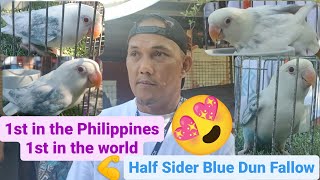 Vlog348 HALF SIDER BLUE DUN FALLOW POSS OPALINE 😱🦜😱1st In The Philippines 😱 1st In The 🌎🌍 World😱😍😍😍 [upl. by Ayek660]