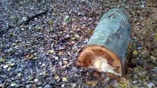 Spalted Beech  no project video [upl. by Bowen]