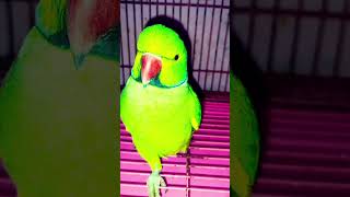 khane main kya haiparrot comedy short 😂🍱 [upl. by Spear123]