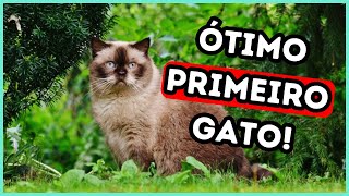 7 Raças de Gatos de Baixa Manutenção Para Tutores de Primeira Viagem [upl. by Iong120]