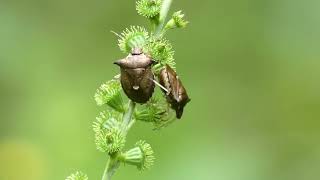 Spiny Stink Bugs Suck the Sap from Hairy Agrimony Fruits [upl. by Malamud]