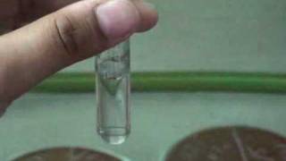 Catalase test [upl. by Titania390]