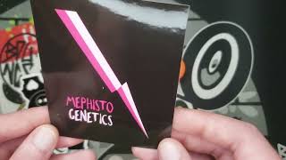 Im a Mephisto Genetics Tester Mango Runtz and 505 Headbanger [upl. by Kary]