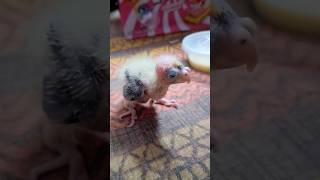 cockatiel bird male and female 🦜 osmbirds trending viral shorts [upl. by Bergeron360]