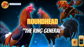 ROUNDHEAD GAMEFOWL BLOODLINE Fighting Style and History [upl. by Anilatak341]