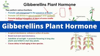 Gibberellins Plant Hormone [upl. by Ateloiv818]