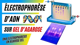 ✅Technique de lélectrophorèse dADN sur gel dagarose Définition et principe de fonctionnement [upl. by Acirema848]