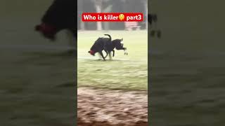 Who is killer🤫 part3 dog labradorlovers musicgenre funny labrador musicsong bollywood [upl. by Aniara]