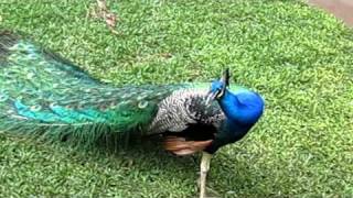 Make Peacock spread his feather [upl. by Hebrew]