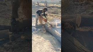 Stihl ms 881vs Hugetree generator machine viralshorts shortvideo [upl. by Neelhtak]