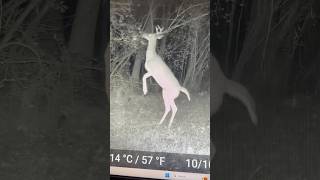 Back yard trail cam Cold front got them feeling tough deerhunter foodplot whitetaildeer [upl. by Hulda]