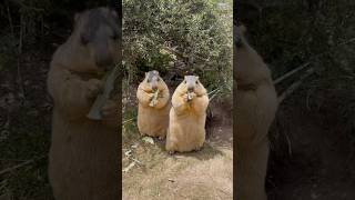 Chubby Himalayan Marmots Eating Vegetables animals marmot cutemarmots marmota cuteanimals [upl. by Eiruam53]