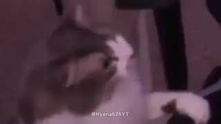 Alinitys cat gets revenge [upl. by Dido101]