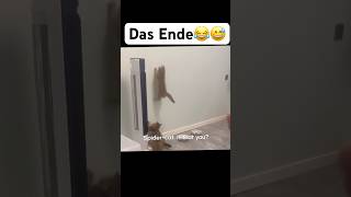 Das Ende😂😅 music artist hiphop dance lustigekatze chat humour memes sing funny [upl. by Lauter]