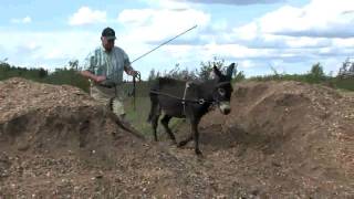 Miniature donkey training [upl. by Sinnej]