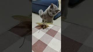 Cat and mantis fighting funny comedy animals memes tiktok humor viralvideo ytshorts cat [upl. by Kalindi744]