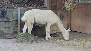 The Alpacas Campbelltown Australia [upl. by Funda]