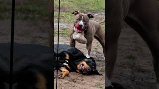 Epic Dog Battles The Fiercest Showdowns Between the Worlds Most Dangerous Dogs 🐕💥🐾 [upl. by Bez]