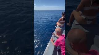 Forever Friends Dolphins are Alongside🌊🐬🦈🤿🌊shorts youtubeshorts shortsfeed viralvideo [upl. by Evot]