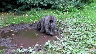 5 month old Bouvier Des Flandres Puppy [upl. by Laefar845]