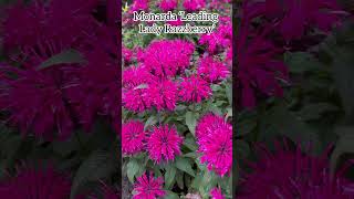 Monarda ‘Leading Lady Razzberry’ monarda beebalm flowers perennial nature garden plants [upl. by Mchail480]