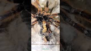 Vogelspinnen aus der Sicht des Futtertieres😈spinne tarantulas [upl. by Craven]