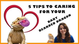 Baby Bearded Dragon Care  5 Tips To Caring For Your Baby Bearded Dragon [upl. by Eugenle]