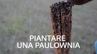 Come piantare la Paulownia Tomentosa [upl. by Rolando]