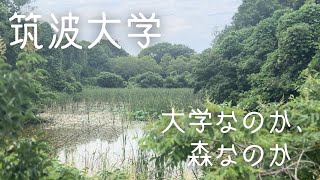 【筑波大紹介】 筑波大学キャンパス散歩 〜大学なのか、森なのか〜 [upl. by Aekan]