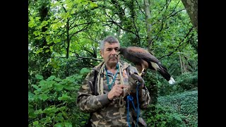 HARRIS HAWK WOODY WAITING FOR A SIGN TO START CREANCE [upl. by Yllak]