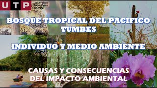 BOSQUE TROPICAL DEL PACIFICO TUMBES CAUSAS Y CONSECUENCIAS DEL IMPACTO AMBIENTAL [upl. by Avril]