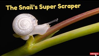 The Snail’s Super Scraper [upl. by Osswald]