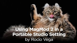 Photographer Rocio Vega Shares Tips on Using MagMod 2 as a Portable Studio for Pet Portraits [upl. by Torbert]