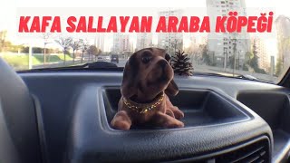 KAFA SALLAYAN ARABA KÖPEĞİ [upl. by Yendor]