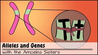 Alleles and Genes [upl. by Naimed]