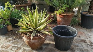 Agave Lophantha Quadricolor Plant Repotting  Aug2023 [upl. by Ezmeralda]